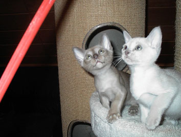 Jungtiere,chocolate,lilac