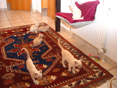 Burma,lilac,chocolate