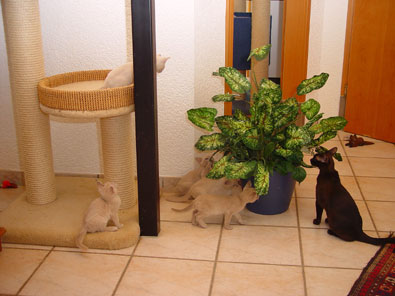 Burma,lilac,chocolate