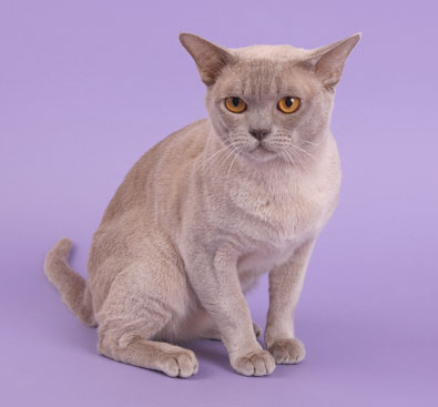 Burma lilac