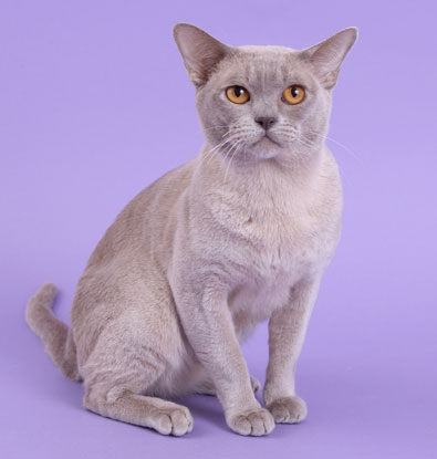 Burma lilac