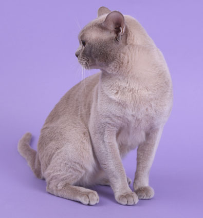 Burma lilac