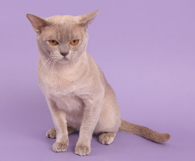 Burma lilac