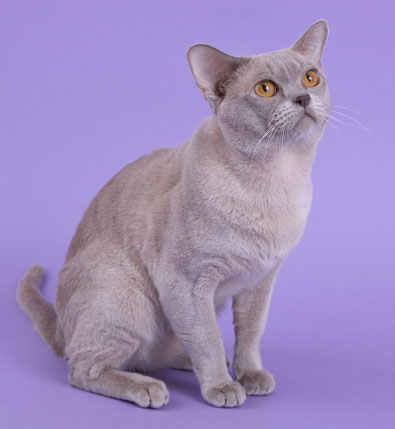 Burma lilac