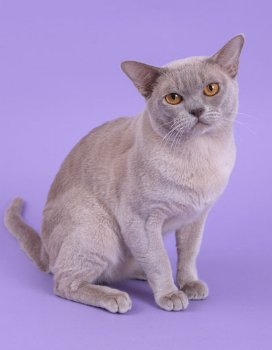 Burma lilac