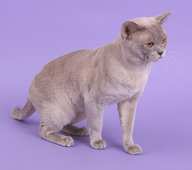 Burma lilac