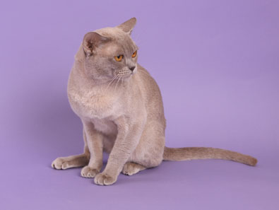 Burma lilac