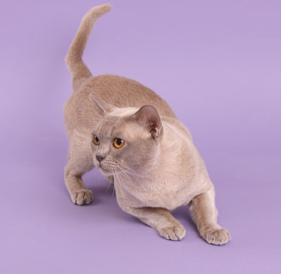 Burma lilac