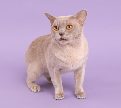 Burma lilac
