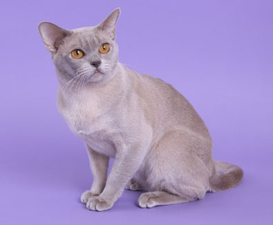 Burma lilac