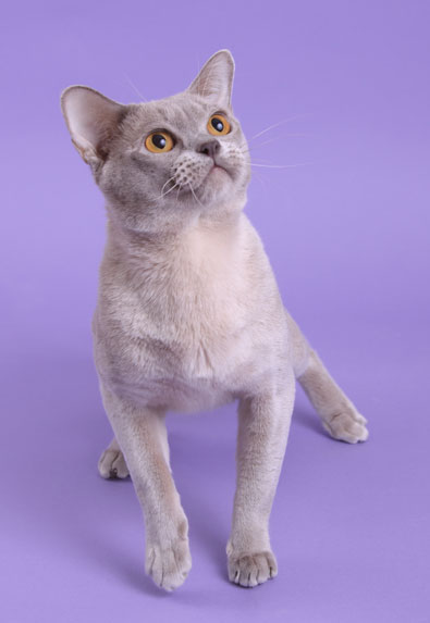 Burma lilac