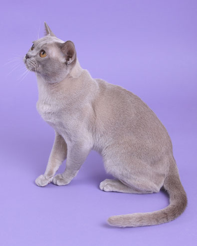 Burma lilac