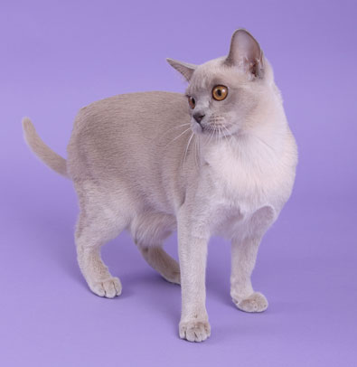 Burma lilac