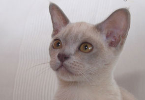 Burmese,lilac