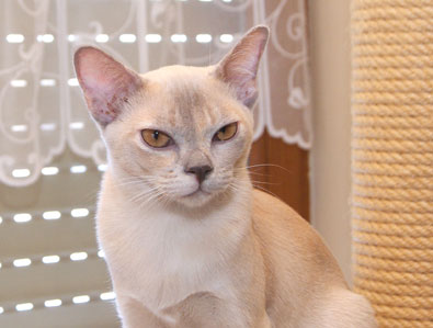 Burma lilac-tortie