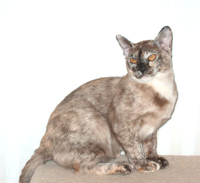 Burma,braun-tortie