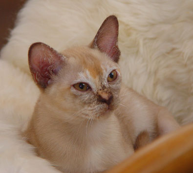 Burma,chocolate-tortie