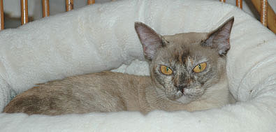 Burma chocolate-tortie