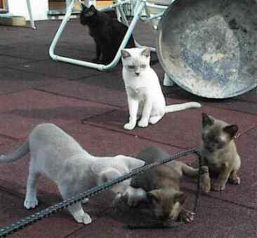 Jungtiere,blau,braun,lilac