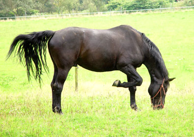 Westfalenwallach Gigolo