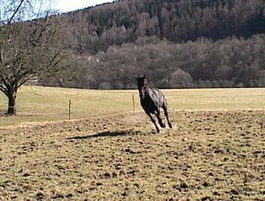 Westfalenwallach Gigolo