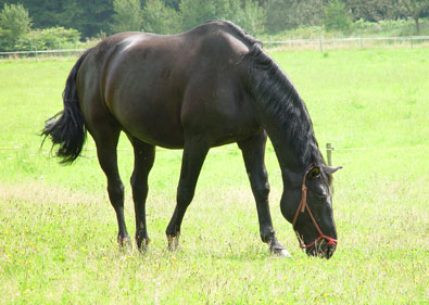 Westfalenwallach Gigolo