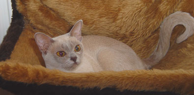 Burma,lilac
