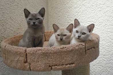 Burma,blau,chocolate,lilac