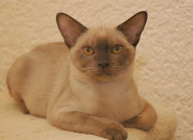 Burma chocolate